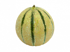 Meloun Cantaloupe 